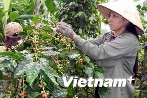 165 million USD allocated for poverty reduction in central Vietnam - ảnh 1